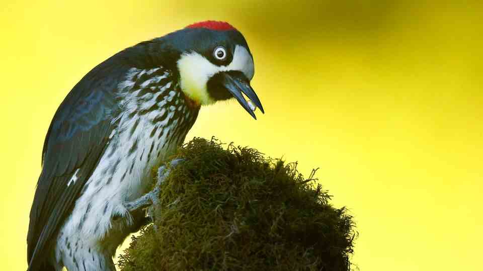 An acorn woodpecker in action.  In California, one of the animals had chosen a house.