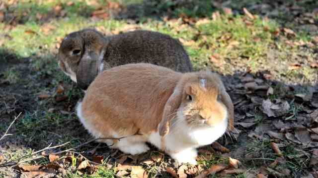 Agriculture: In the Muh-Museum there are not only cows, but also the dwarf rabbits Johannes and Johanna.