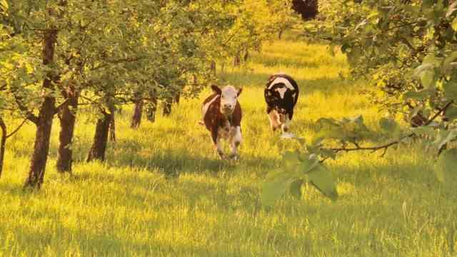 Farming: Most of the year the cows are outside frolicking in the orchard.