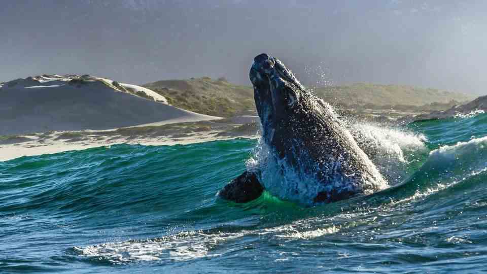 A whale emerges from the water