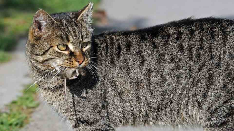 A gray tabby cat carries a mouse in its mouth