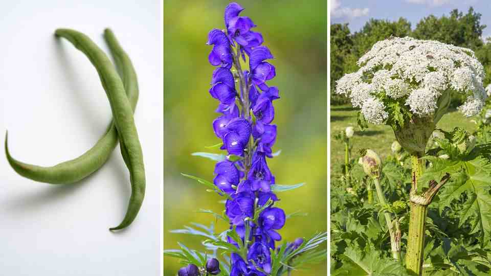 Poisonous plants: These are the most poisonous plants in Germany's gardens
