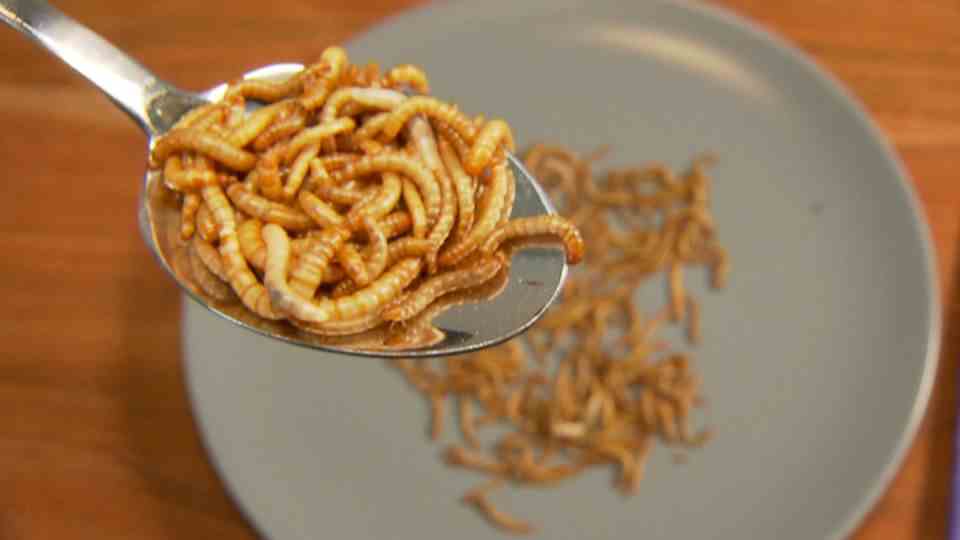 Eu allows mealworms as food