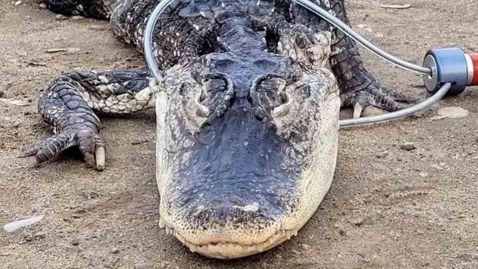 Alligator caught in New York