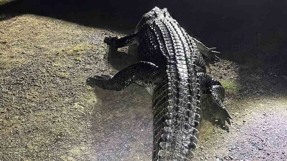 This crocodile attacked a man in Australia.  His dog died as a result.