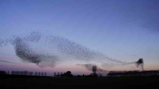 "bird's eye views" in the cinema: Does nature play?  Here she seems to do it.  A flock of birds dances in the air, collision-free like an organism.