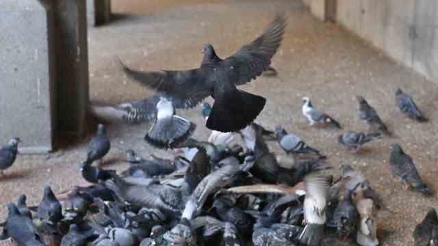 Animal protection: In many inner cities, flocks of pigeons pouncing on breadcrumbs characterize the cityscape.