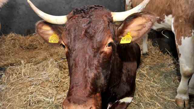 Farming: Of course the Drexls' cows have horns...