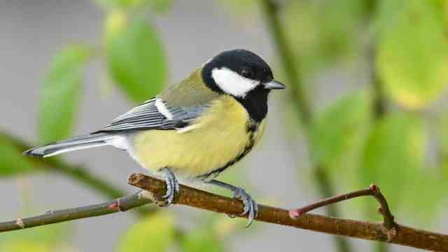 Nature in the district: This year only the second most frequently sighted bird: the great tit.