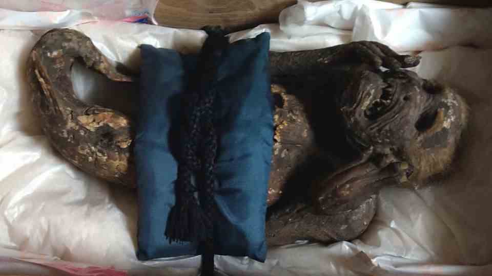 Researchers solve mysteries about mysterious mermaid mummy