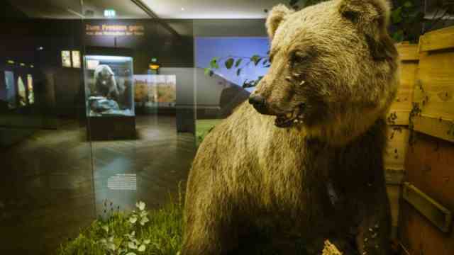Celebrity tips for Munich and Bavaria: Bruno the Bear in the Man and Nature Museum in Nymphenburg Palace.