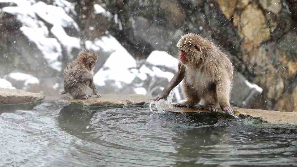 Unique videos: Japanese macaques go fishing for survival
