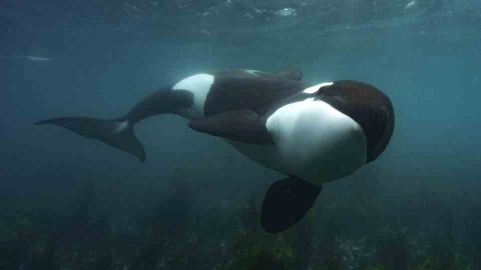 Underwater footage shows orca entertainment