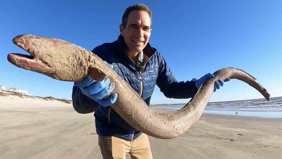 Researcher reveals giant animal on Texas beach