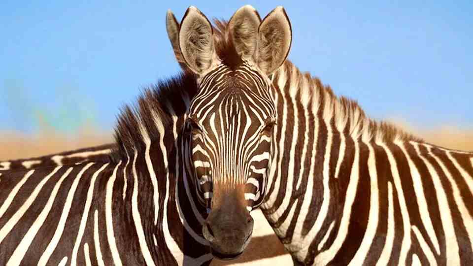 Optical illusion: which zebra is looking into the camera?  Puzzles in the search image