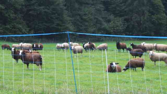 Wolf in Bavaria: An effective protective fence should be at least 90 centimeters high and have four strands.