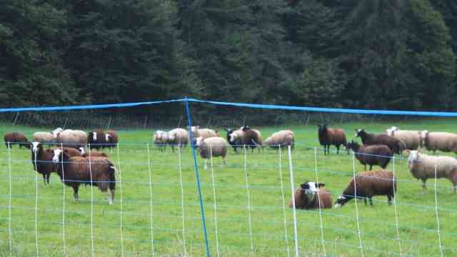 Wolf in Bavaria: An effective protective fence should be at least 90 centimeters high and have four strands.