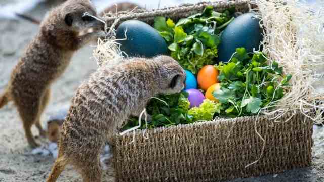 Celebrity tips for Munich and Bavaria: Meerkats are curious fellows.  Two years ago, they were among the animals that were allowed to take part in the traditional Easter egg hunt at Hellabrunn Zoo.  There will be no egg hunt this year, but there will be other Easter promotions.