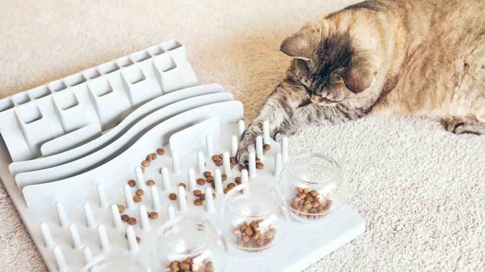 Intelligence toys for cats keep them busy
