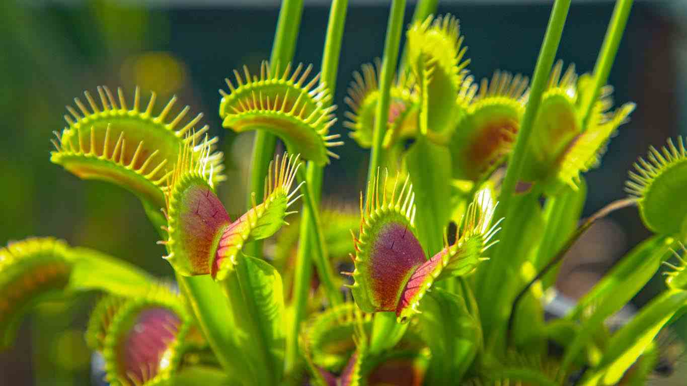 Close-up on carnivorous plants