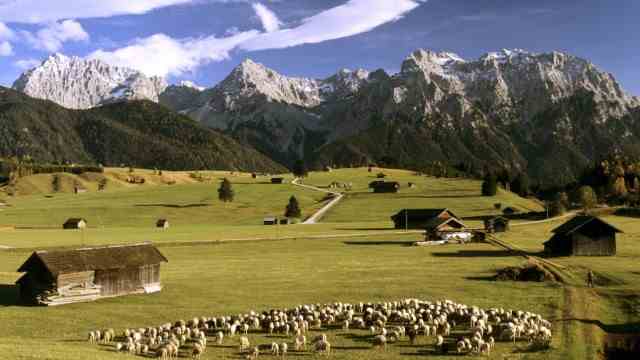 Nature conservation: With its extensive alpine pastures, the district of Garmisch-Partenkirchen is currently applying to be included in the UNESCO World Heritage List.  Without grazing animals, however, these alpine pastures would sooner or later become completely overgrown.