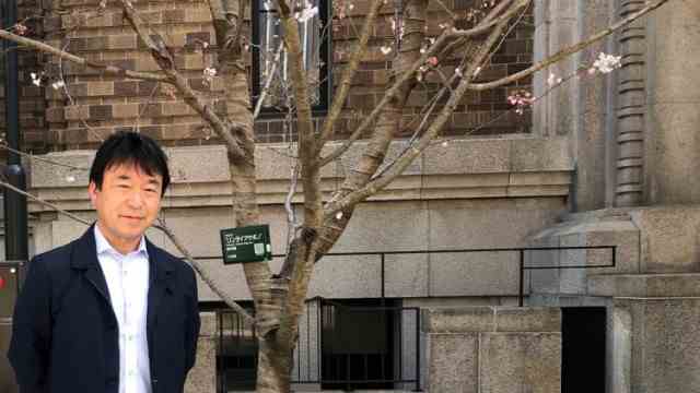 Japan: Arborist Hiroyuki Wada next to a young Jindai Akebono tree.