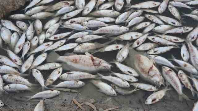 Australia: The dead fish leave a bad stench.