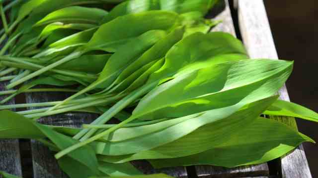 Celebrity tips for Munich and Bavaria: Some love it, others hate it: Wild garlic is also known as wild garlic.
