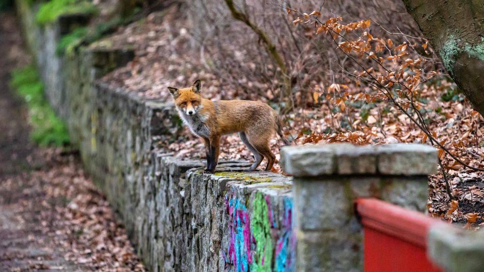 A fox stands on a wall