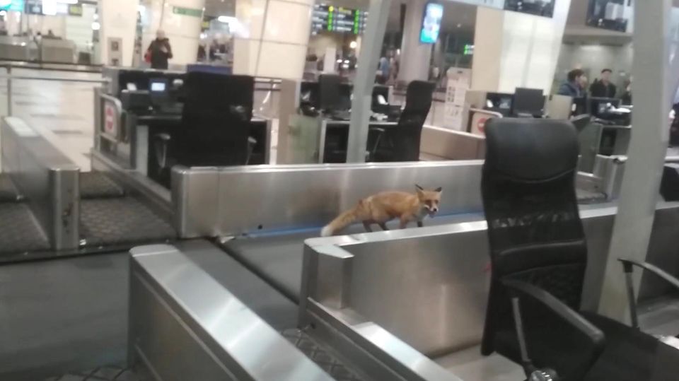 Odd passenger - fox walks through Moscow airport