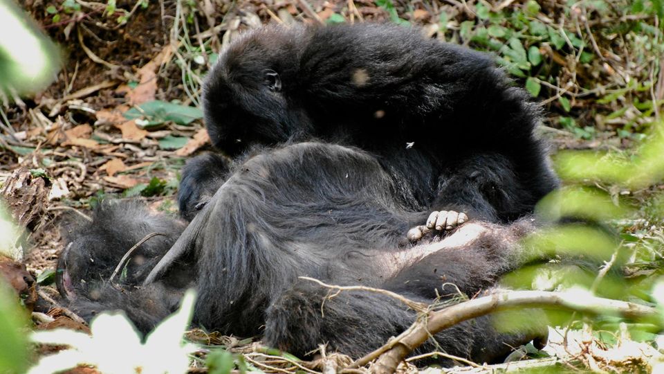 Rwanda: Gorilla child says goodbye to dead mother