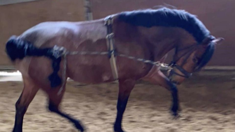 Animal welfare scandal: How torture is done on horse farms