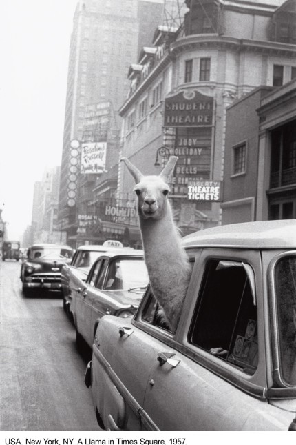 Celebrity tips for Munich and Bavaria: Inge Morath's photograph of a llama in New York's Times Square in 1957. The exhibition of Morath's photographs runs until May 1 in the art foyer of the Versicherungskammer.