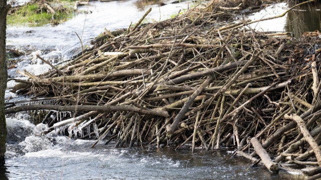 Protection of species: Beavers are protected species, and their dens must not be damaged.