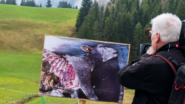 Wolf, Bear and Sheep: Photos of sheep killed in the region were also displayed on a pasture.