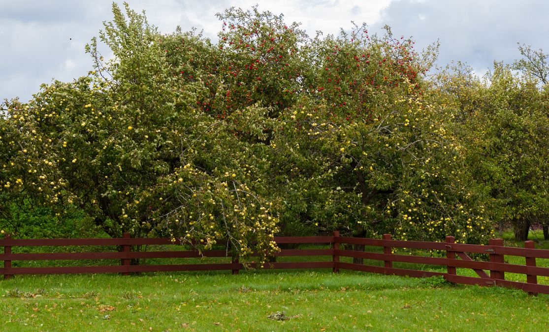 Heavily Filled Apple Trees Protruding From The Fence