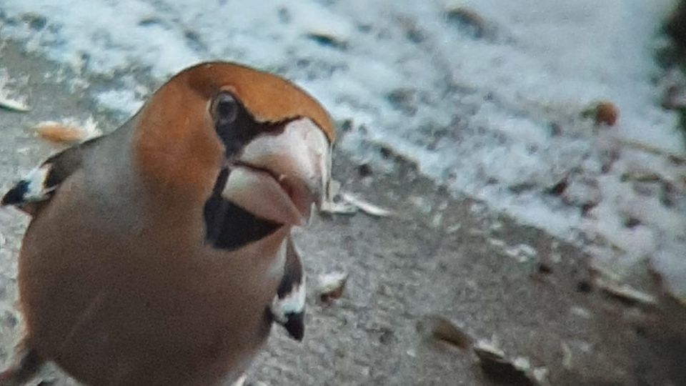 Small bird with a strong beak looks at the camera