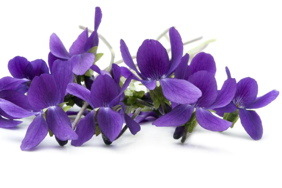Plantes Et Fleurs Aromatiques Violette