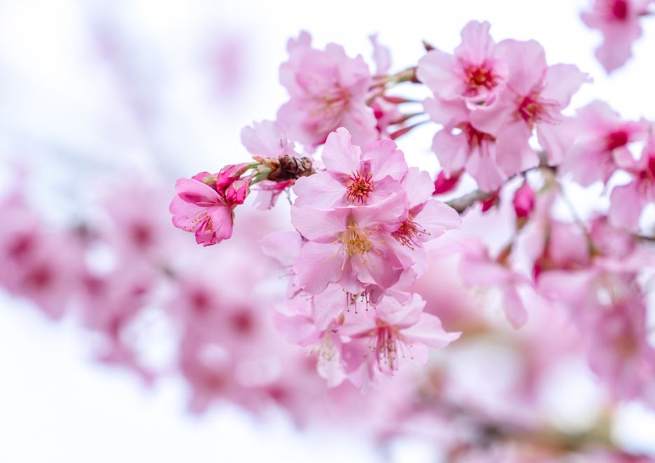 Plantes Et Fleurs Aromatiques Fleur De Cerisier