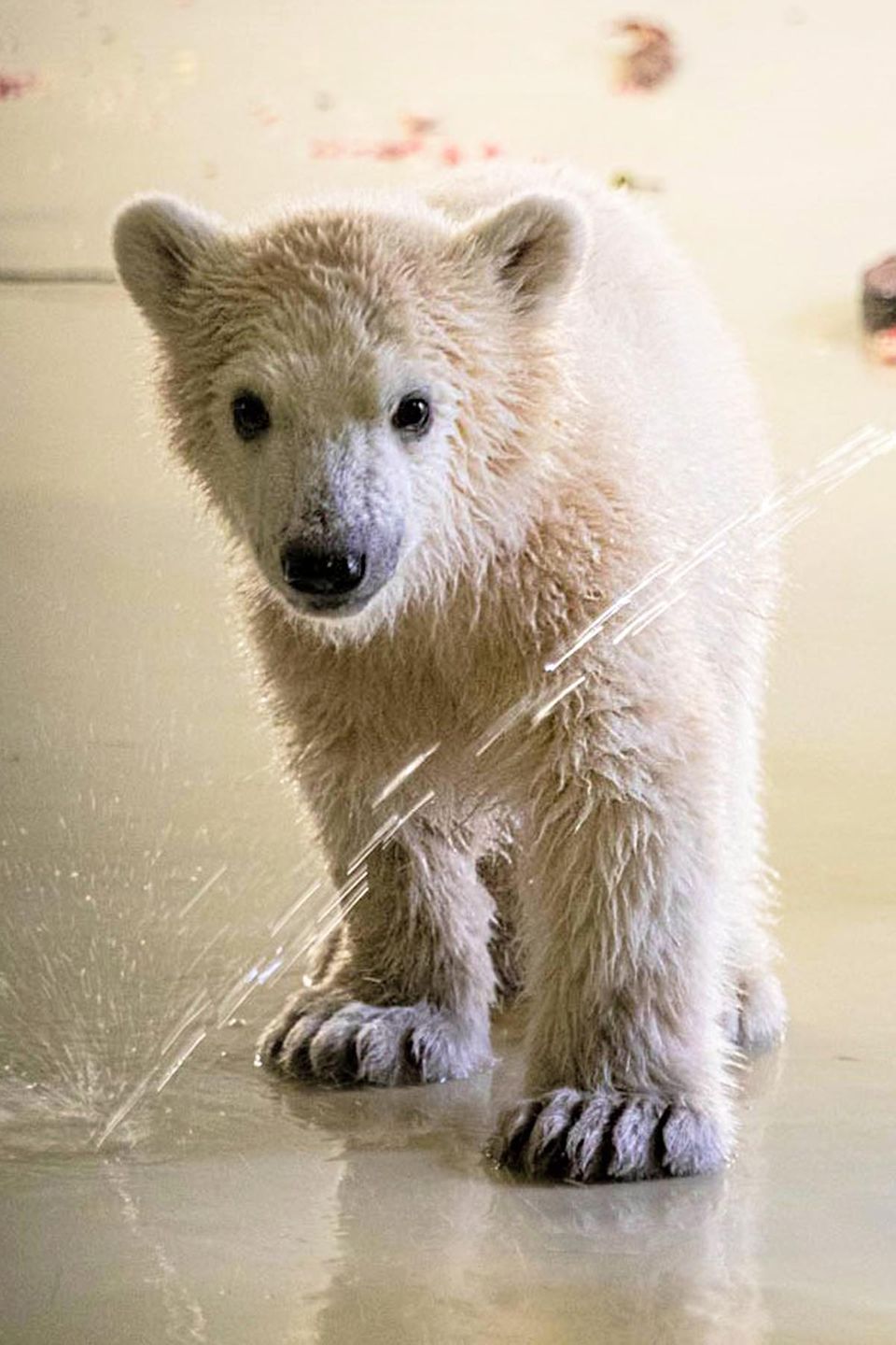 The polar bear baby in Hagenbeck Zoo