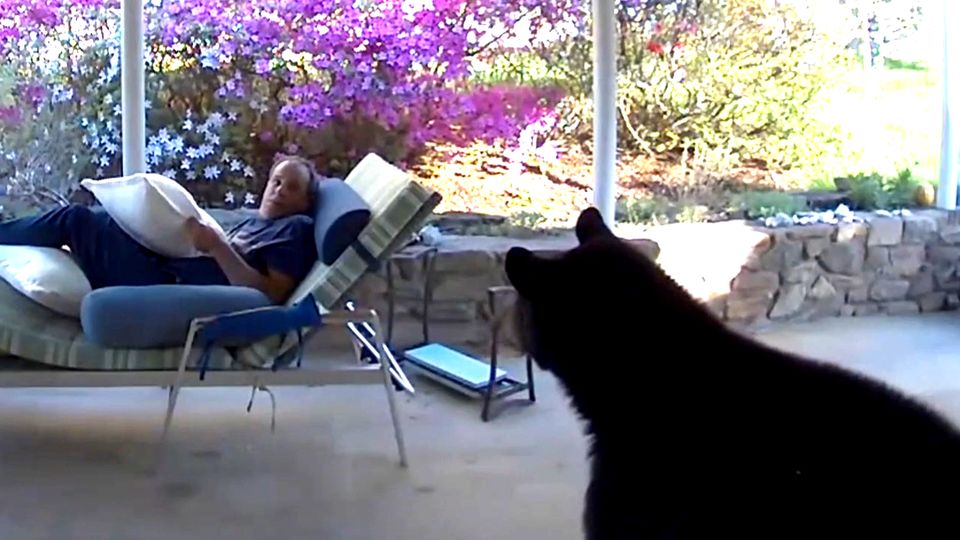Man relaxes on a lounger in front of his front door - then suddenly a black bear comes around the corner