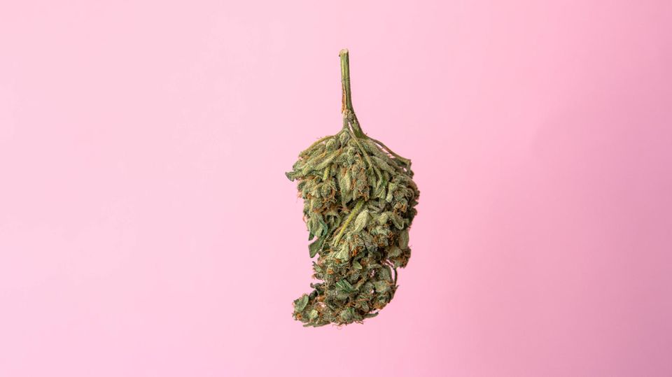 A cannabis flower