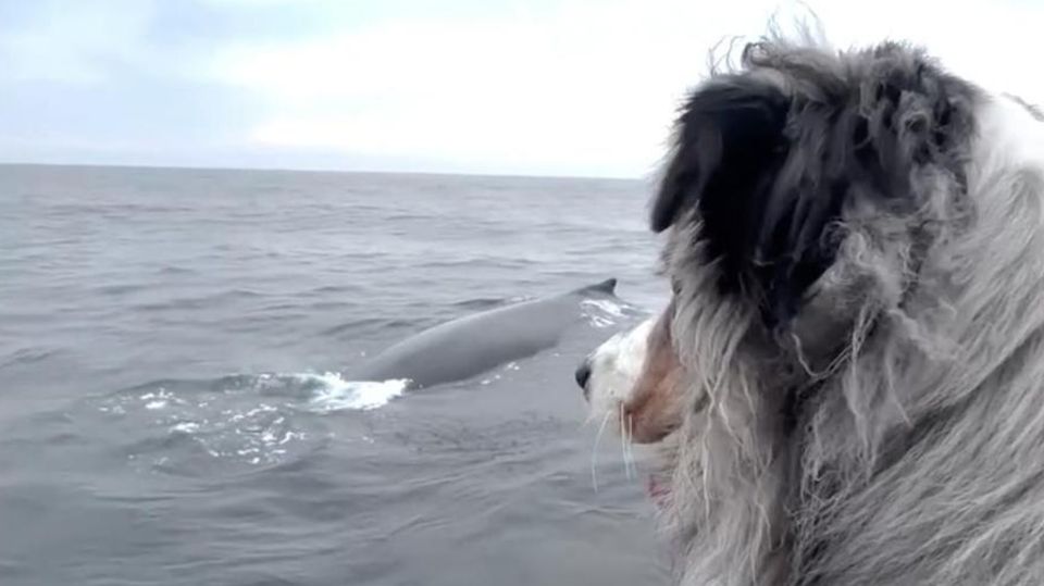 Whale watching with a dog - and the four-legged friend can't believe it