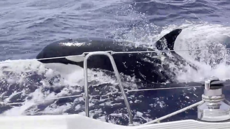 Orcas attack boats again – researchers explain possible cause of the behavior