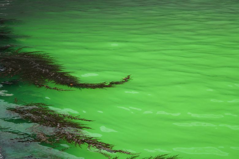 The fluorescent green water of the Grand Canal in Venice, this Sunday.