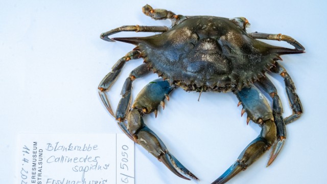 "sensational find": The crab was found in April 2023 at the beach of the Baltic Sea resort of Ahlbeck.
