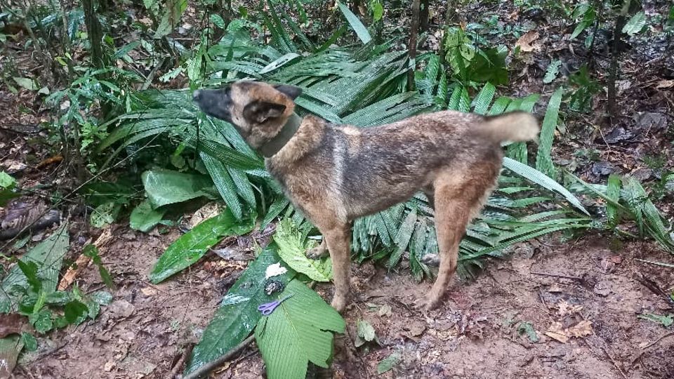 A search dog stands in the jungle of Colombia