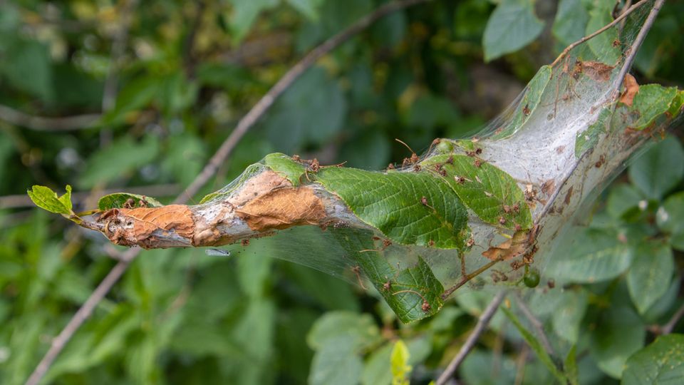 Silk web of the apple web moth