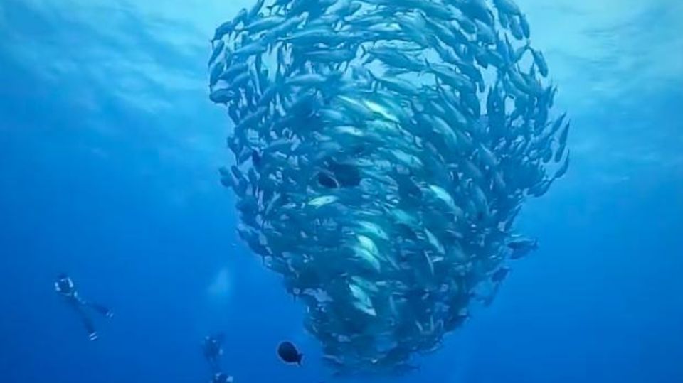 Fish-"tornado" goes viral: Users are amazed by this unusual fish pattern
