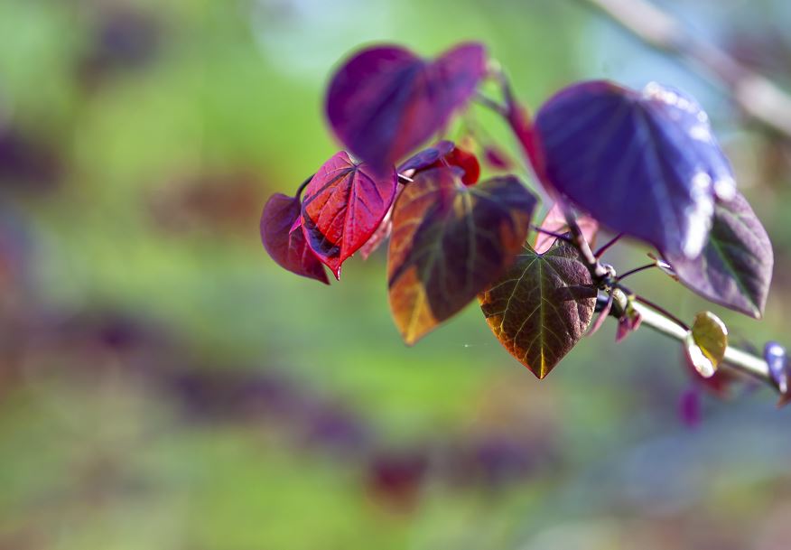 Cercis Canadensis 'Forest Pansy'